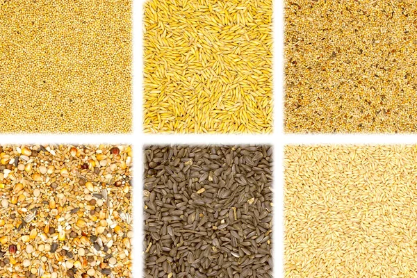Коллекция зерновых на белом фоне — стоковое фото