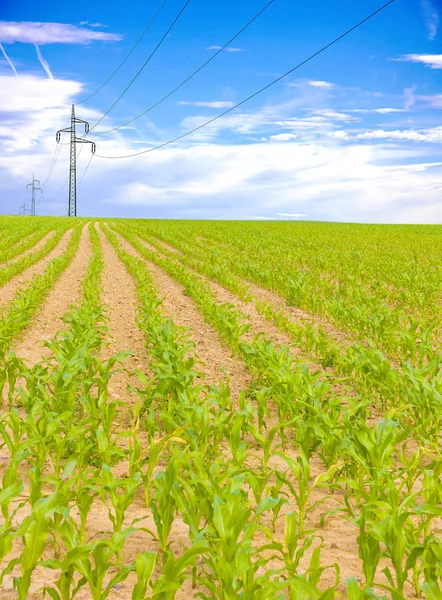 Campo de milho em crescimento, paisagem agrícola verde — Fotografia de Stock