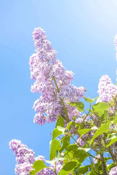 Grüner Zweig mit lila Blüten — Stockfoto