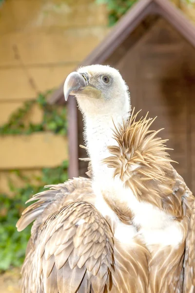 Vulture in zoo — Stock Photo, Image