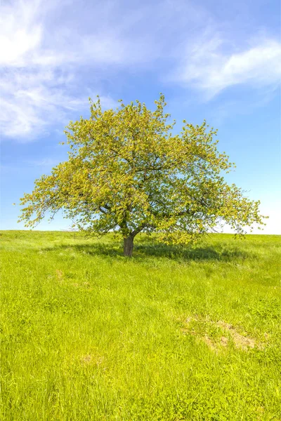 Tree in green grass, cloudy sky — Stock Photo, Image