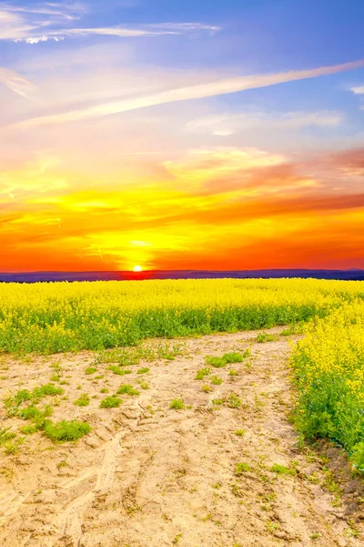 夕焼け空で菜の花畑 — ストック写真