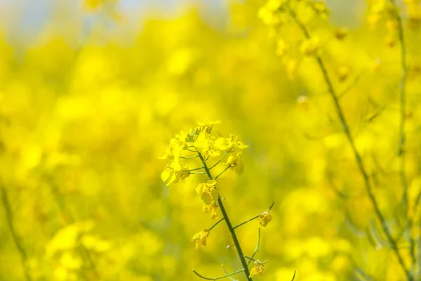 油糧種子のナタネの花 — ストック写真