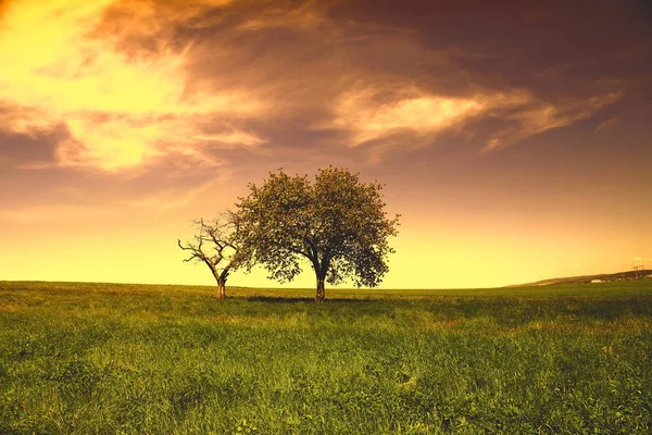 Paisagem de primavera ao pôr do sol, árvores e campo verde — Fotografia de Stock