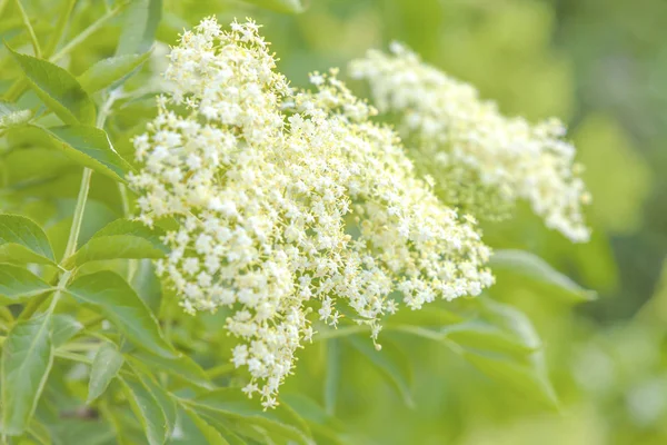 Weiße Blüten Holunder im Hintergrund der dicken, leuchtend grünen Blätter — Stockfoto