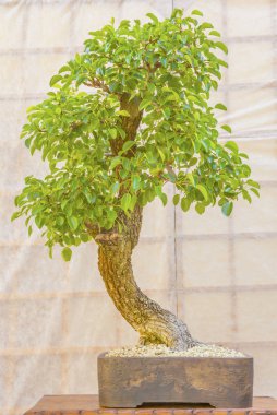 Seramik bir tencerede yeşil bonsai ağacı