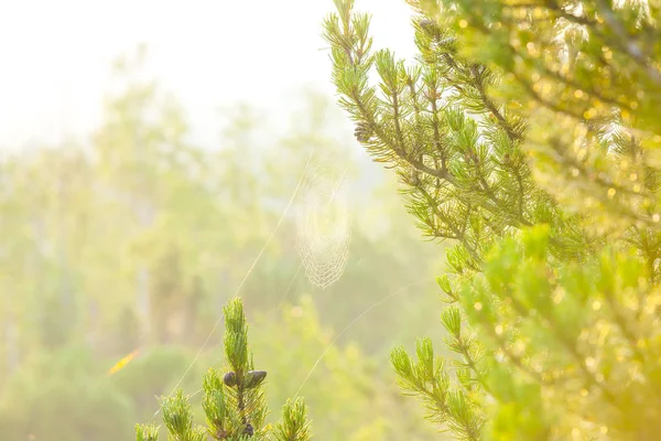 木 々の間のクモの巣 — ストック写真