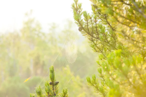 Ragnatela tra gli alberi — Foto Stock