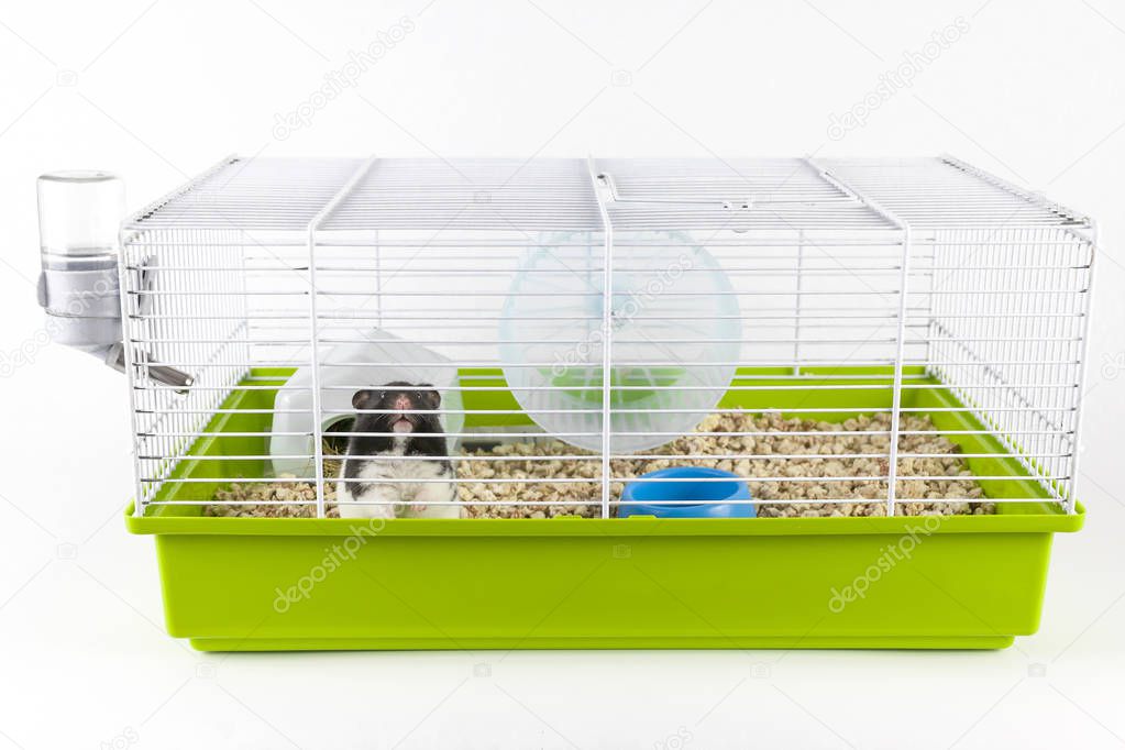 Funny hamster looking out of its cage on white