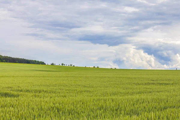 Summer beautiful landscape,green field, Czech Republic — Stock Photo, Image