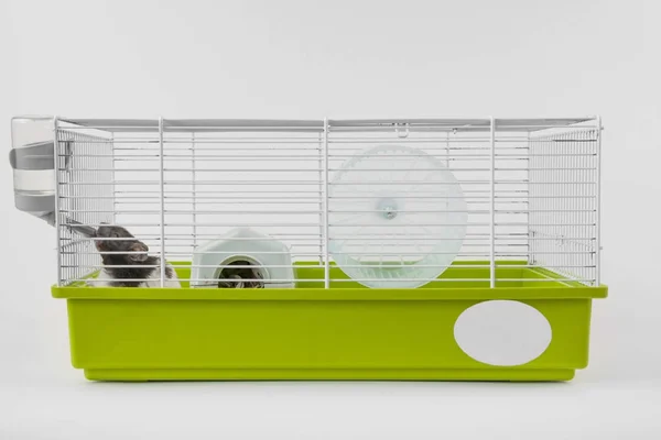 Hamster Está Bebendo Gaiola Branco — Fotografia de Stock