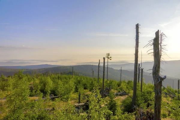 Dead Forest Sumava National Park Czech Republic — Stock Photo, Image