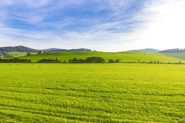 Summer Beautiful Landscape Green Field Czech Republic — Stock Photo, Image