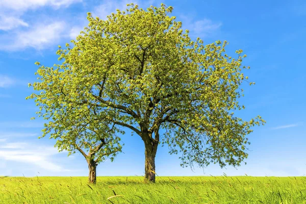 Весняний Пейзаж Дерева Блакитне Небо — стокове фото