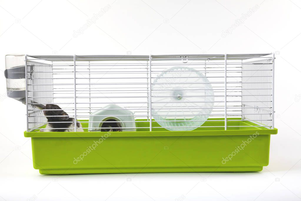 Hamster is drinking in cage on white background