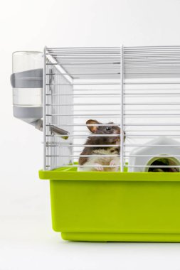 Hamster kafes beyaz arka plan üzerinde