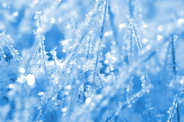 Зимний Фон Утренние Морозы Траве — стоковое фото