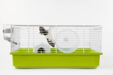 Suriye hamster yeşil kafeste tırmanıyor