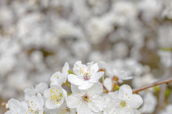 Frühling Blüht Baum Als Natürlicher Hintergrund — Stockfoto