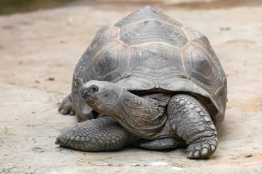 Aldabra dev kaplumbağası (Aldabrachelys dev kaplumbağa çayı)