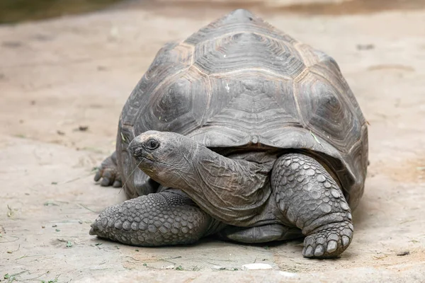 Żółw Olbrzymi Aldabra Aldabrachelys Gigantea — Zdjęcie stockowe