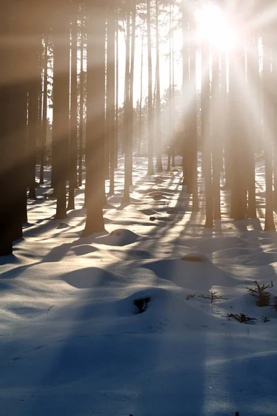 Sunset Wood Trees Strains Winter Period — Stock Photo, Image