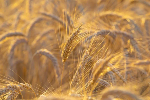 Barley Field Ripe Gold Barley Crops — Stock Photo, Image