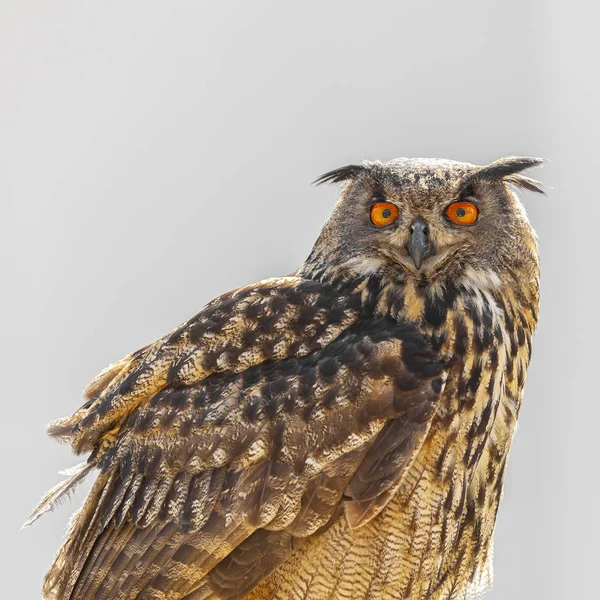 Eagle Owl Μπούμπο Μπούμπο Λευκό Φόντο — Φωτογραφία Αρχείου