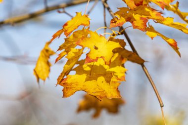 Sonbahar akçaağaç yaprakları dalda. Doğal arkaplan.