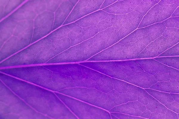 Purple leaf as natural background