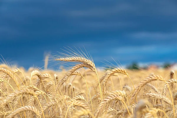 Gold Wheat Field Dark Blue Sky — Stock Photo, Image