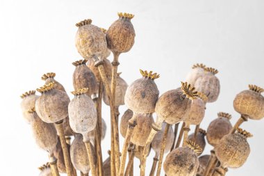 beyaz zemin üzerine haşhaş başkanları