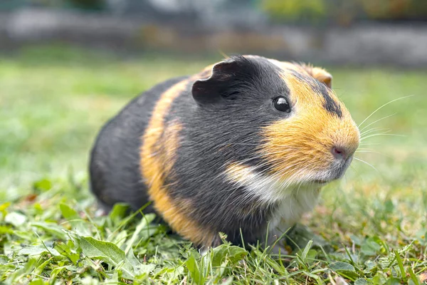 Sweet Little Fat Pig Enjoying Grass — Stock Photo, Image