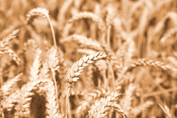 Gold Wheat Field Natural Background — Stock Photo, Image