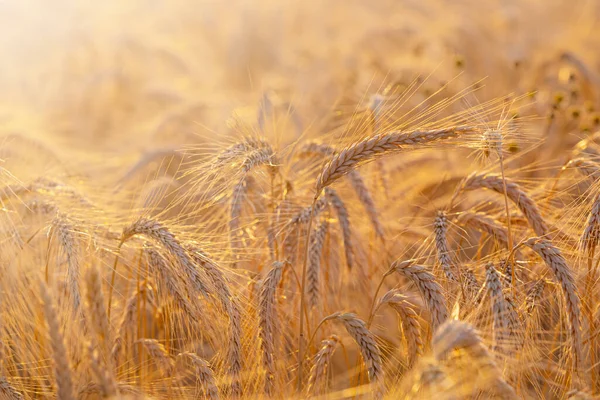 Barley Field Ripe Gold Barley Crops Sunny Day — Stock Photo, Image