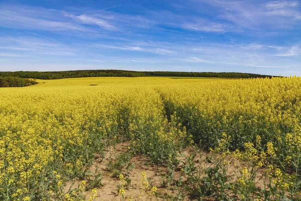 Campo Estupro Céu Azul — Fotografia de Stock