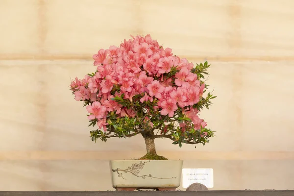 Ein Rosa Blühender Bonsai Baum Rhododen Satsuki — Stockfoto
