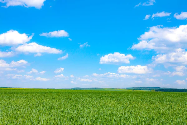 Green Field Blue Cloudy Sky Natural Background — Stock Photo, Image