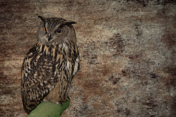 Eagle Owl Μπούμπο Μπούμπο Καφέ Φόντο — Φωτογραφία Αρχείου