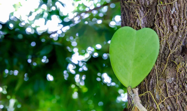 kalp yaprak üzerinde ağaç büyümek