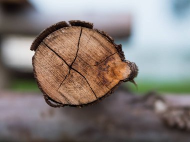 Yuvarlak ahşap crosscut closeup