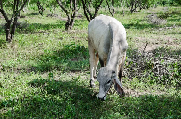 Beyaz sığır yeşil çim yeme