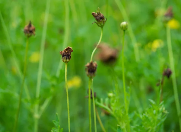 yeşil bahçesinde çiçekler Solar