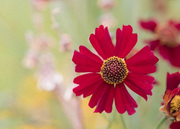 Photoshop filtre yağlı boya ile çiçek