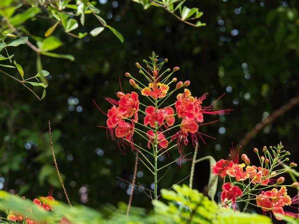 Caesalpinia Pulcherrima bulanıklık arka plan ile