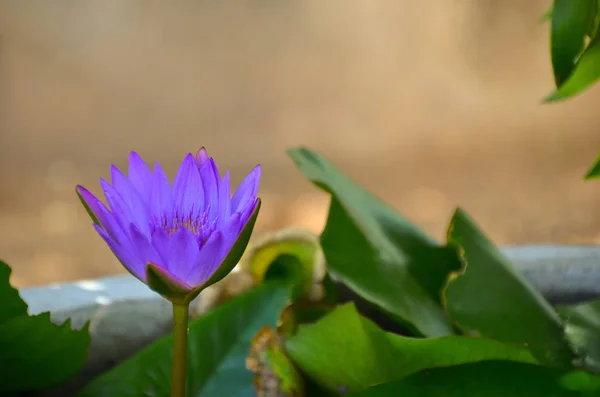 bir mor lotus gölet