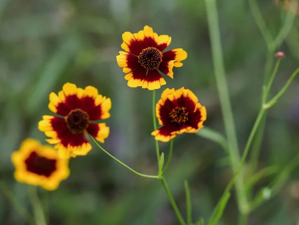 büyük ağacı Nutt kırmızı ve sarı renklerde