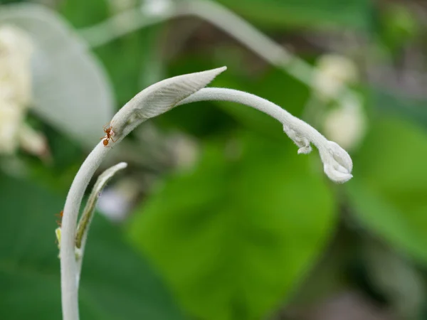 Demiryolu sarmaşık sürgün ucu kapatmak