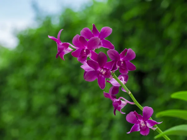 mor orkide cins bulanıklık yeşil yaprakları