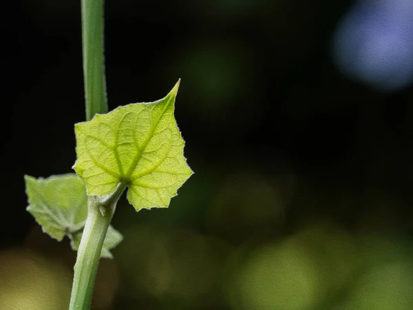 photoshop filtre yağlı boya ile yeşil yaprak